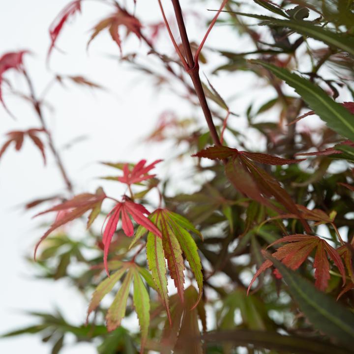 Image du produit Plant in a Box Acer palmatum 'Shaina' - Érable du Japon (80 cm)
