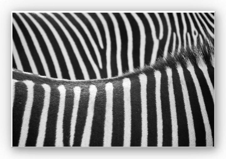 Actual product image Trenddeko Zebra pattern (60 x 40 cm)