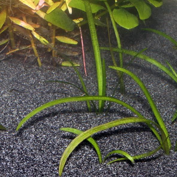 Produktbild JBL Aquaristik und Terraristik Sansibar (Sand, sonstige Gegenstände)