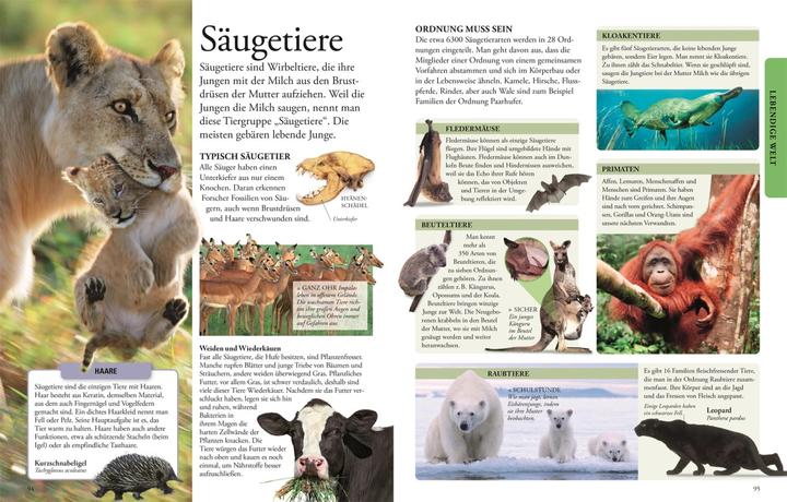Produktbild Wissen für clevere Kids (Deutsch, Martin Kliche, DK Verlag - Kids, Karin Hofmann, Birgit Reit, Barbara Kiesewetter, 2024)