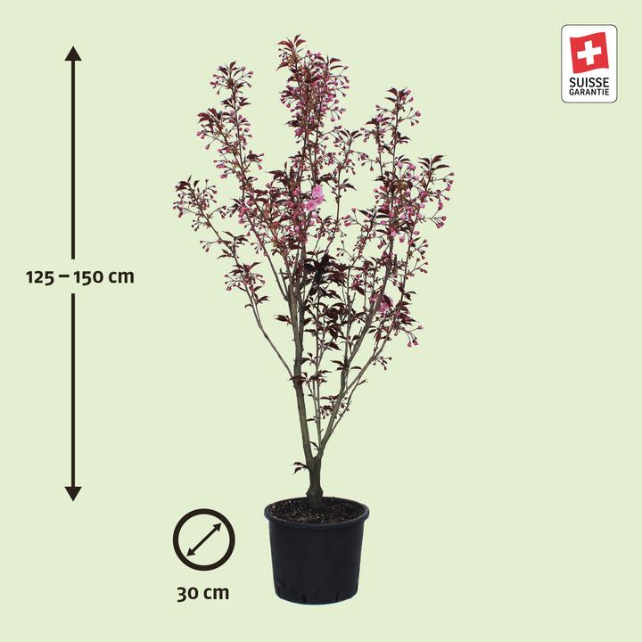 Actual product image Zulauf Jap. Nelken-Kirsche / Prunus serr. 'Royal Burgundy' (150 cm)