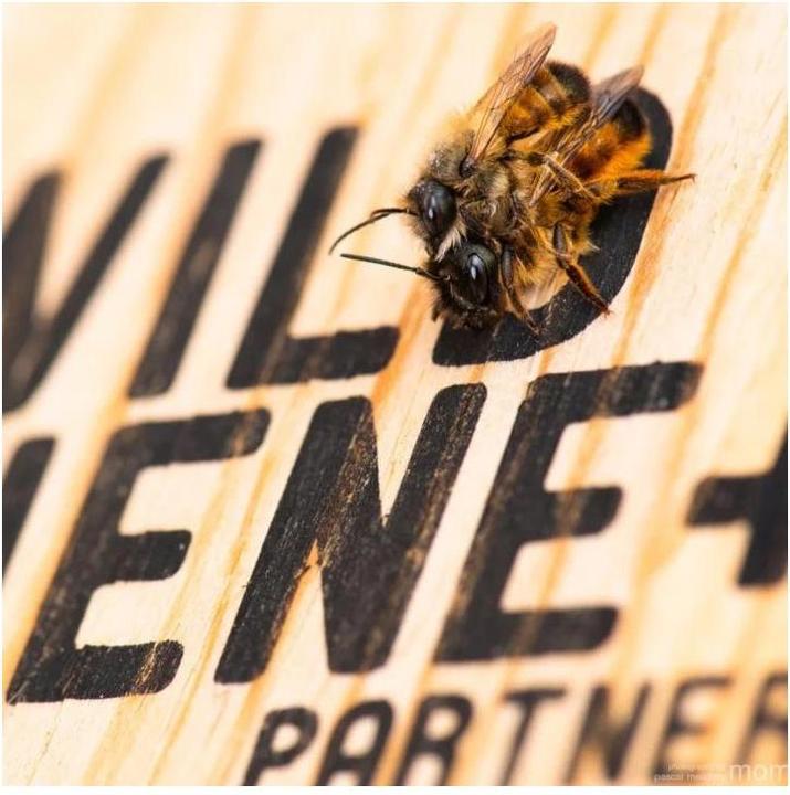 Actual product image Wildbiene BeeHome One (Wild bees)
