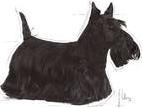 Produktbild Royal Canin Mini Dermacomfort für ausgewachsene Hunde kleiner Rassen mit empfindlicher Haut. Gewicht - 1 kg. (Adult, 1 Stk., 1000 g)