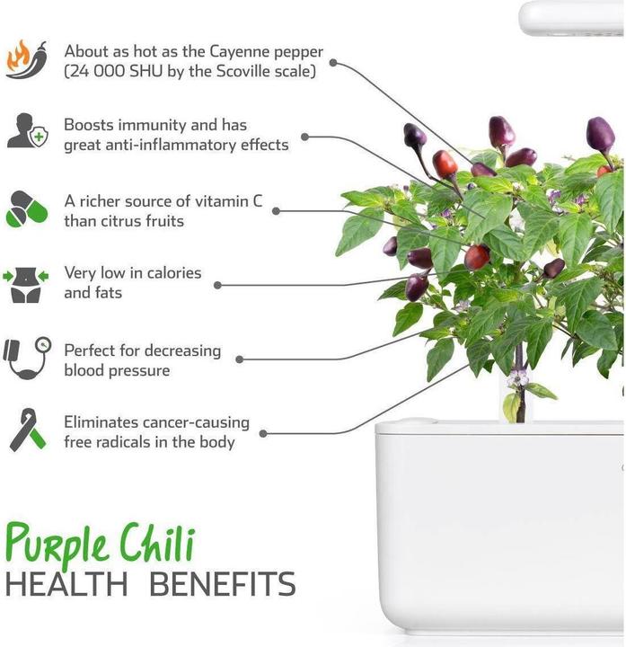 Produktbild Click and Grow Lila Chilli (Gemüsesamen)