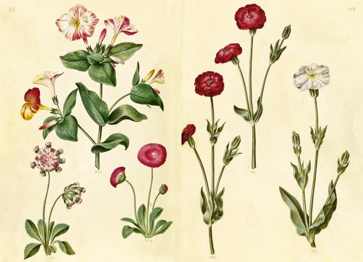 Produktbild Das Grüne Florilegium – The Green Florilegium (dt./engl.) (Deutsch, Hanne Kolind Poulsen, 2019)