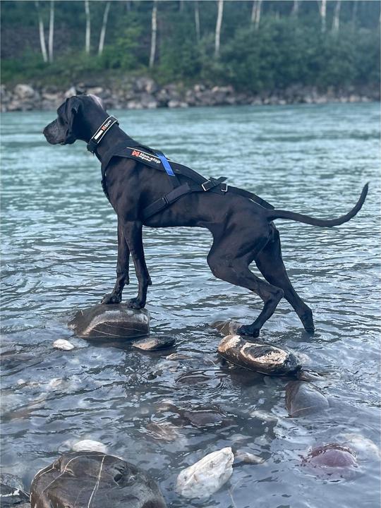 Produktbild Non-Stop Dogwear Freemotion Harness (10, Hund, Allgemein)