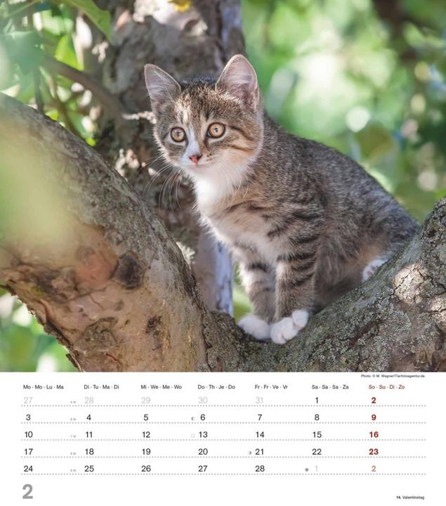 Produktbild Alpha Edition Niedliche Katzenkinder 2025 Bildkalender, 30x34cm, Kalender mit niedlichen (30 x 34 cm, Harter Einband, Deutsch)