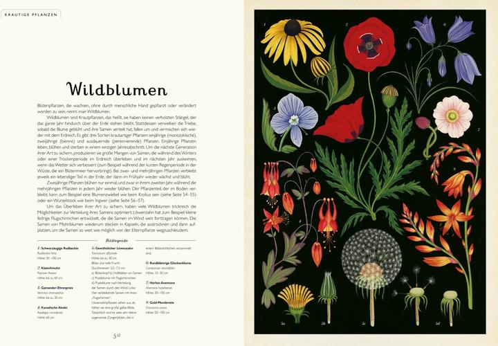 Image du produit Das Museum der Pflanzen (Allemand, Kathy Willis, Katie Scott, 2016)