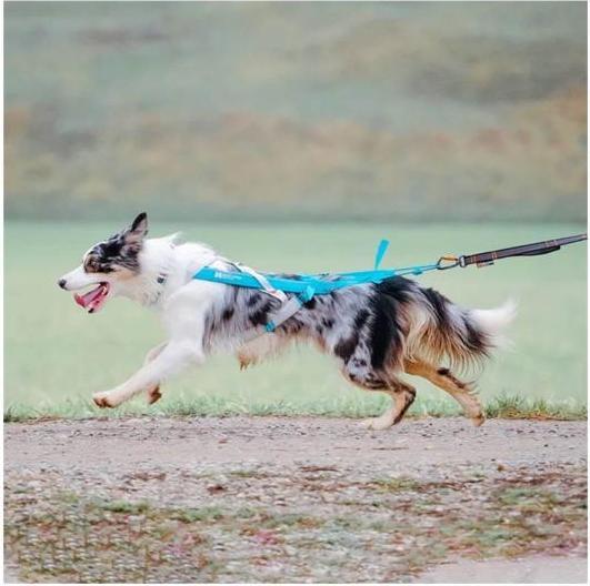 Actual product image Non-Stop Dogwear Freemotion Harness 5.0 (S, Dog, General)