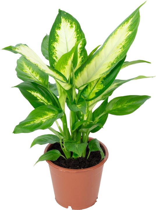 Image du produit Flowerbox Dieffenbachie - Dieffenbachia (35 cm)