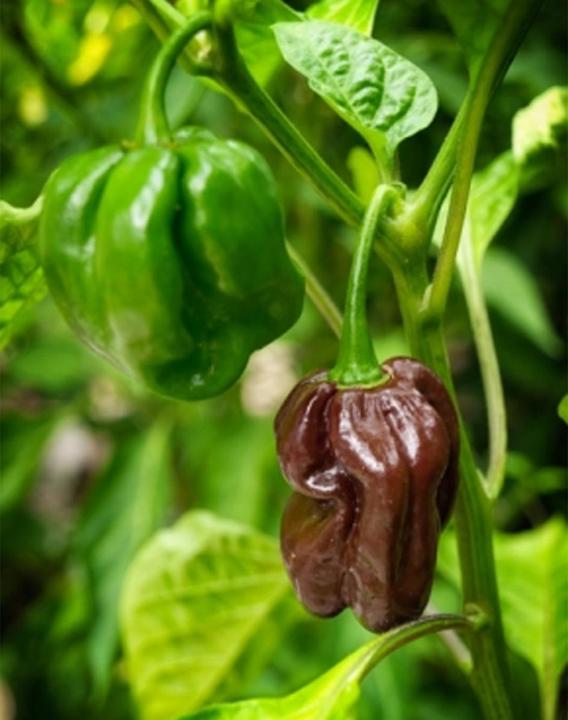 Actual product image Tropica Chocolate-Habanero Chili Capsicum Chinense