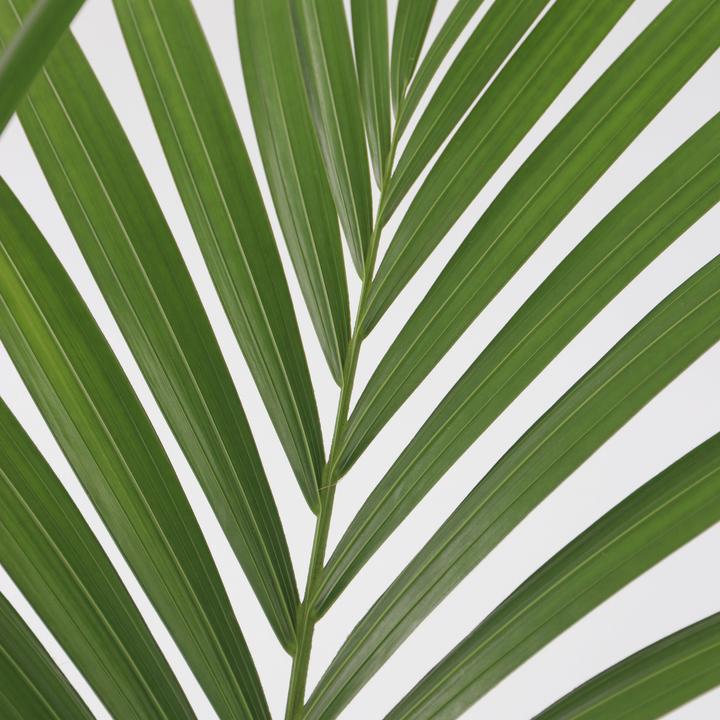 Immagine prodotto Plant in a Box Howea forsteriana - Palma della Kentia (130 cm)