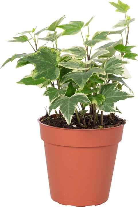 Immagine prodotto Flowerbox Edera comune - Hedera helix (15 cm)