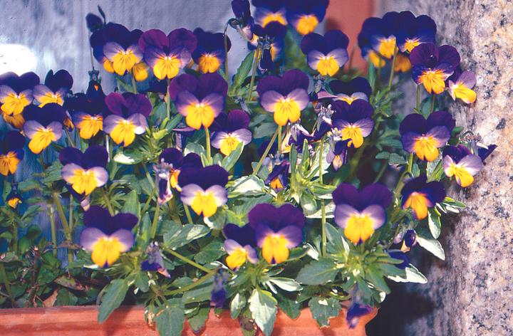 Image du produit Zollinger Bio Pensée, petite fleur (plante bisannuelle) (Germes)
