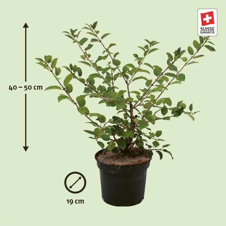 Actual product image Zulauf Buckthorn (50 cm)