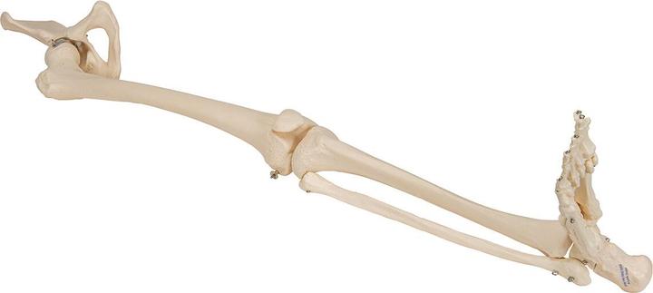 Produktbild 3B Scientific Beinskelett Modell mit Hüftknochen