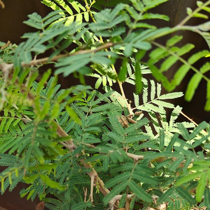 Produktbild Tropica Echte Mimose Mimosa Pudica (Blumensamen)