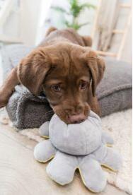 Produktbild Trixie Reversible octopus, plush, 19 cm (Futterspielzeug Hund)