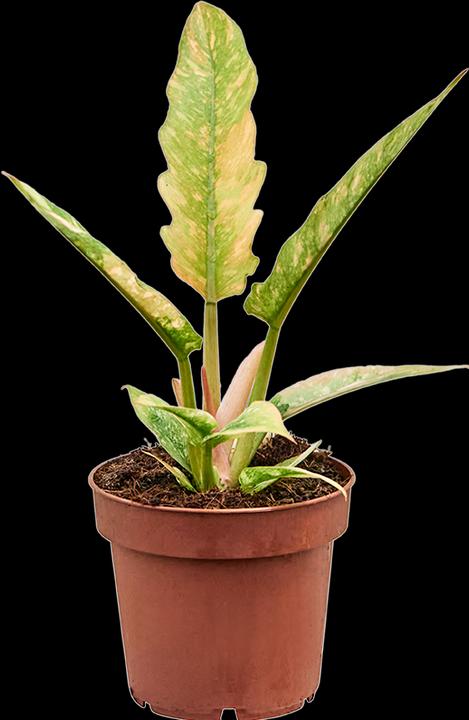 Produktbild Mahaloplants Philodendron Ring of fire (30 cm)