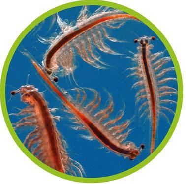 Actual product image Hobby Artemia Raising Bowl (2820 ml)