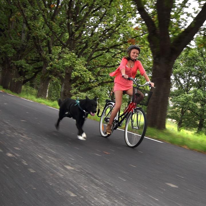 Produktbild Scout (Hund, Fahrrad)