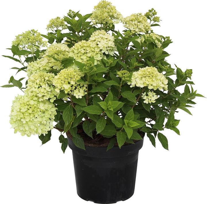 Produktbild Zulauf Zwerg-Rispen-Hortensie / Hydrangea pan. 'Little Lime' (30 cm)