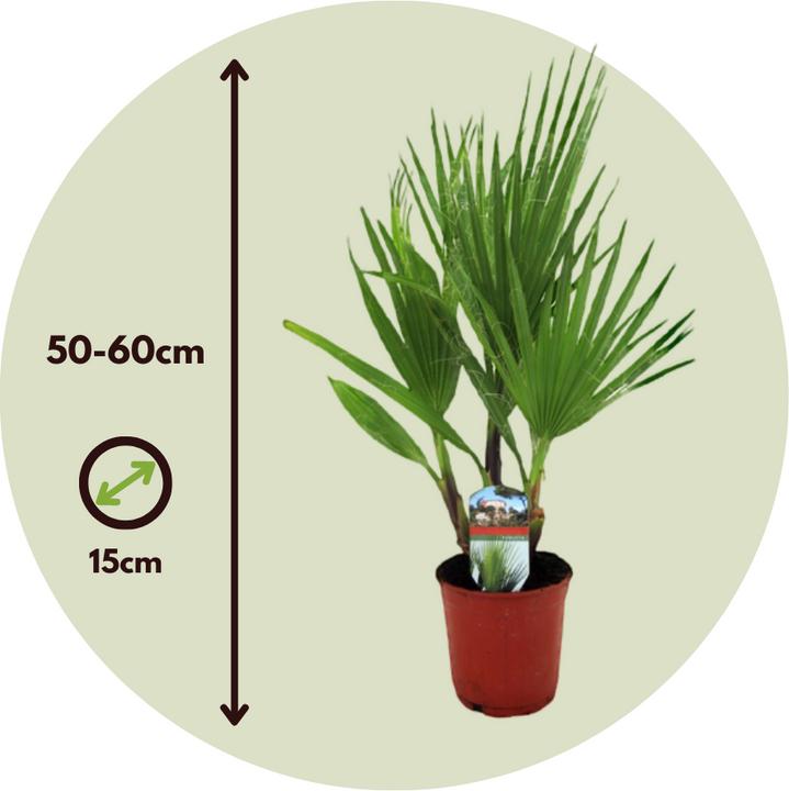 Image du produit Plant in a Box Washingtonia Robusta - Lot de 2 Palmiers-éventails mexicains (50 cm)