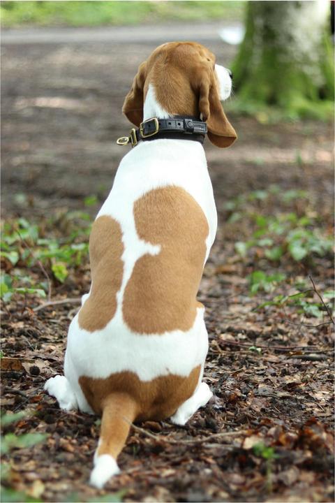 Image du produit Niggeloh Collier DeLuxe (M, Chien, Général)