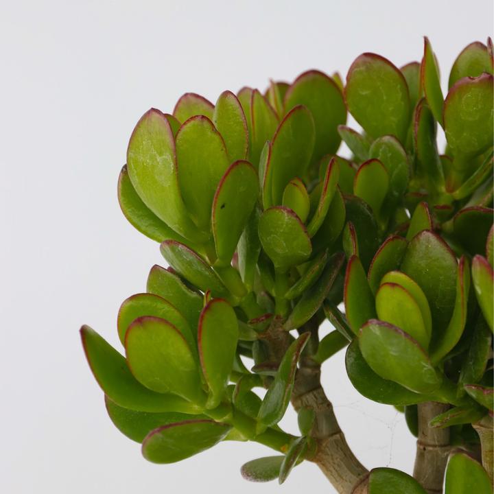 Immagine prodotto Plant in a Box Crassula ovata Minor - Pianta di giada (45 cm)
