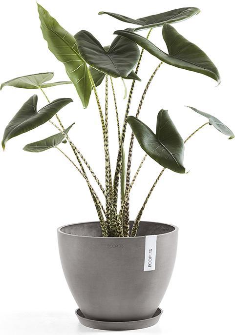 Actual product image Ecopots Saucer Round