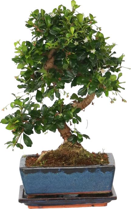 Actual product image Plant in a Box Carmona microphylla - Bonsai trees (20 cm)