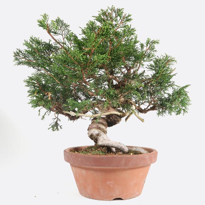 Immagine prodotto Bonsai.ch Juniperus juniper cm (19 cm)
