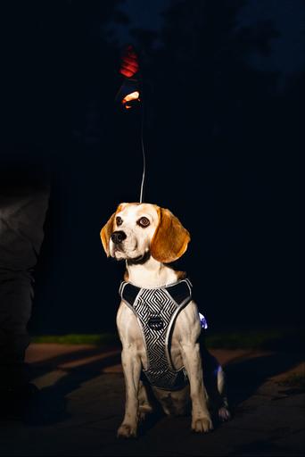 Productafbeelding Beeztees Veiligheidsuitrusting Y-harnas (Hond, Algemeen)