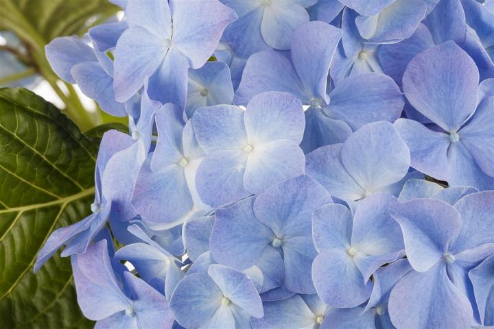Actual product image Hydrangea (50 cm)