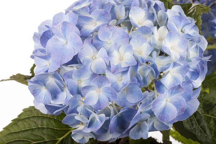 Actual product image Hydrangea (50 cm)