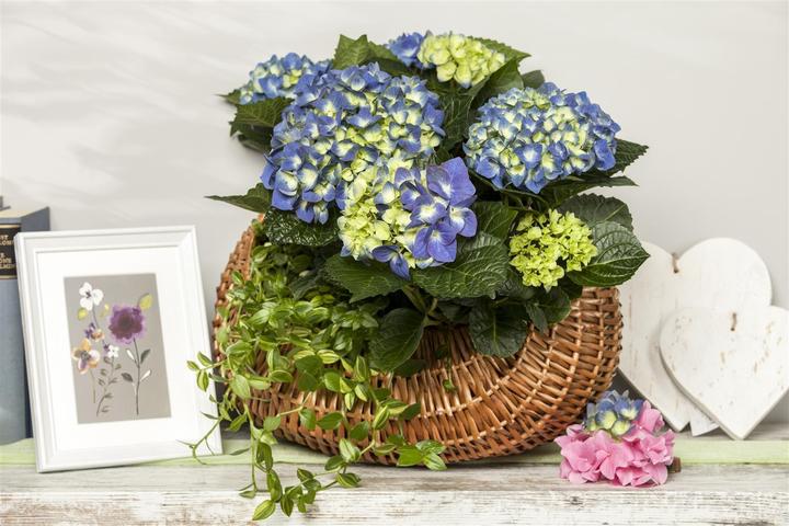 Actual product image Hydrangea (50 cm)