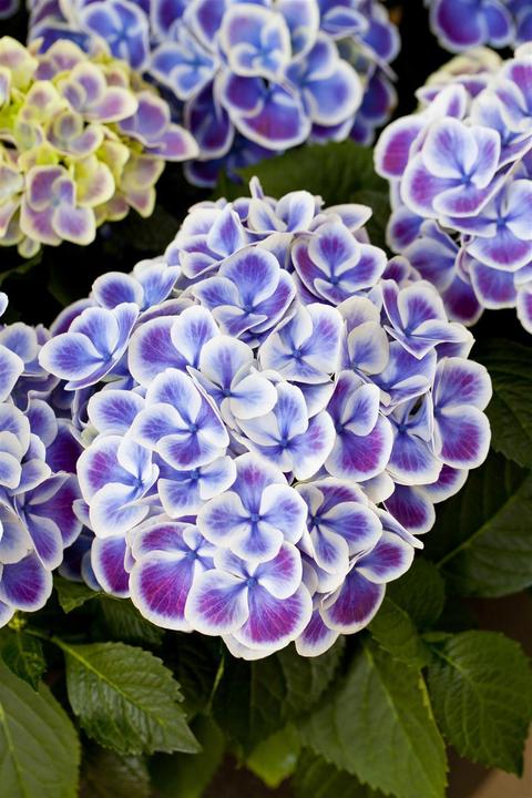 Actual product image Hydrangea (50 cm)