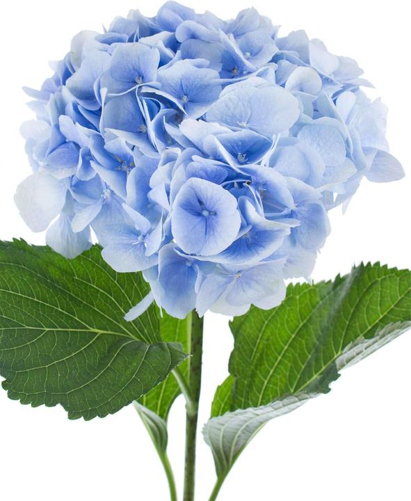 Actual product image Hydrangea (50 cm)
