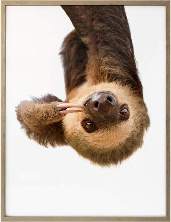 Actual product image Trenddeko The Sloth (50 x 60 cm)