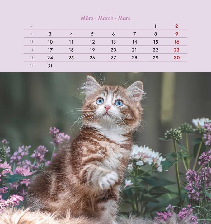 Produktbild Alpha Edition Schmusekatzen 2025 Postkartenkalender, 16x17cm, Kalender mit Postkarten zum (16 x 17 cm, Harter Einband, Deutsch)