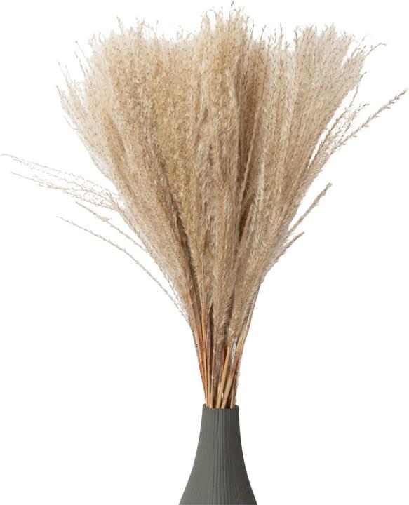 Actual product image Natura Punto Pampas grass (Pampas grass)
