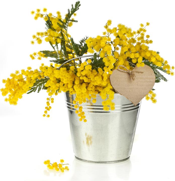 Natura Punto Zinkeimer mit Deckel und Henkel, Fassungsvermögen 12 l (29.5 x 32 cm)