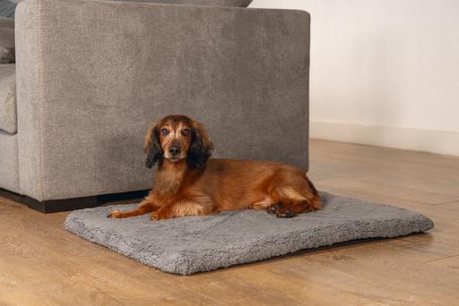 Immagine prodotto Beeztees Ito (Cane)