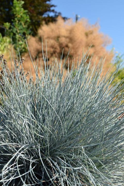 Produktbild Säntispracht Der Blauschwingel, ein eisblauer Akzent - Festuca cinerea 'Azurit' (40 cm)