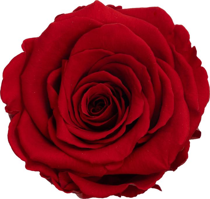 Immagine prodotto Migros Ostschweiz Rosa in confezione regalo (Fiori dell'Infinito)