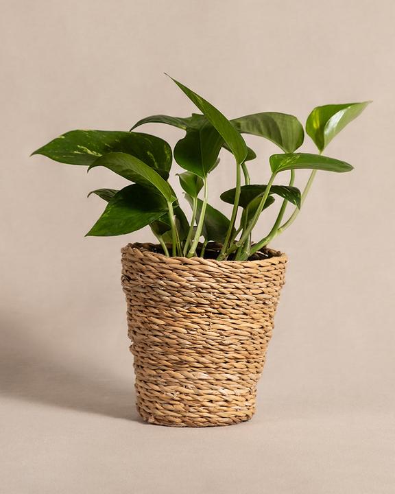 Immagine prodotto feey L'edera (25 cm, Appena rinvasata)