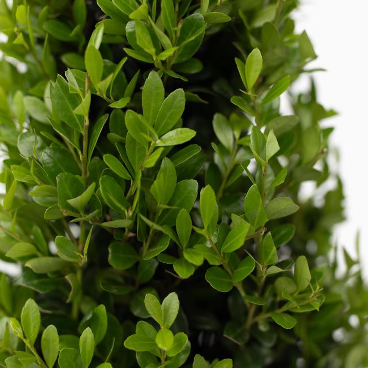 Immagine prodotto Plant in a Box Ilex crenata 'Jenny' - Agrifoglio giapponese (30 cm)