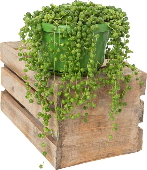 Actual product image VEG and the City Jais (peas on the ribbon Senecio rowleynanus) (25 cm)
