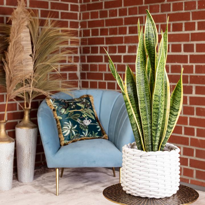 Image du produit Flowerbox Chanvre arctique - Sansevieria trifasciata Laurentii (45 cm)