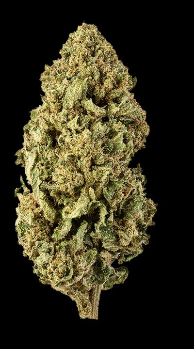 Produktbild Green Passion Maui Wowy (10 g, Indoor)